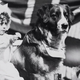 Still from “Me and My Two Friends,” 1898, one of the films shown.